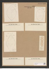 Cymatopleura elliptica (Breb.) W. Sm. (de-Toni-Nr.: Genus 54, Species 2410) Zeichnungen Sammlung Grunow Nr. 4859 (NHMW-BOT-W0373037)